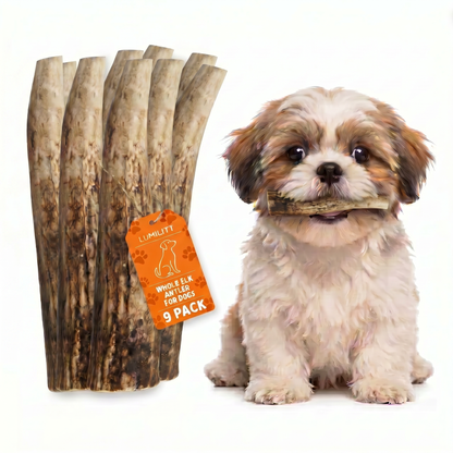 Elk Antler Chew