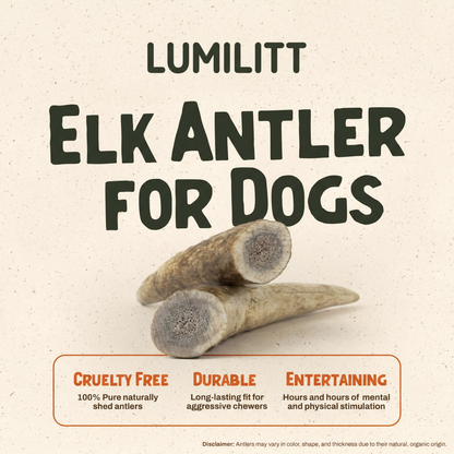 Elk Antler Chew