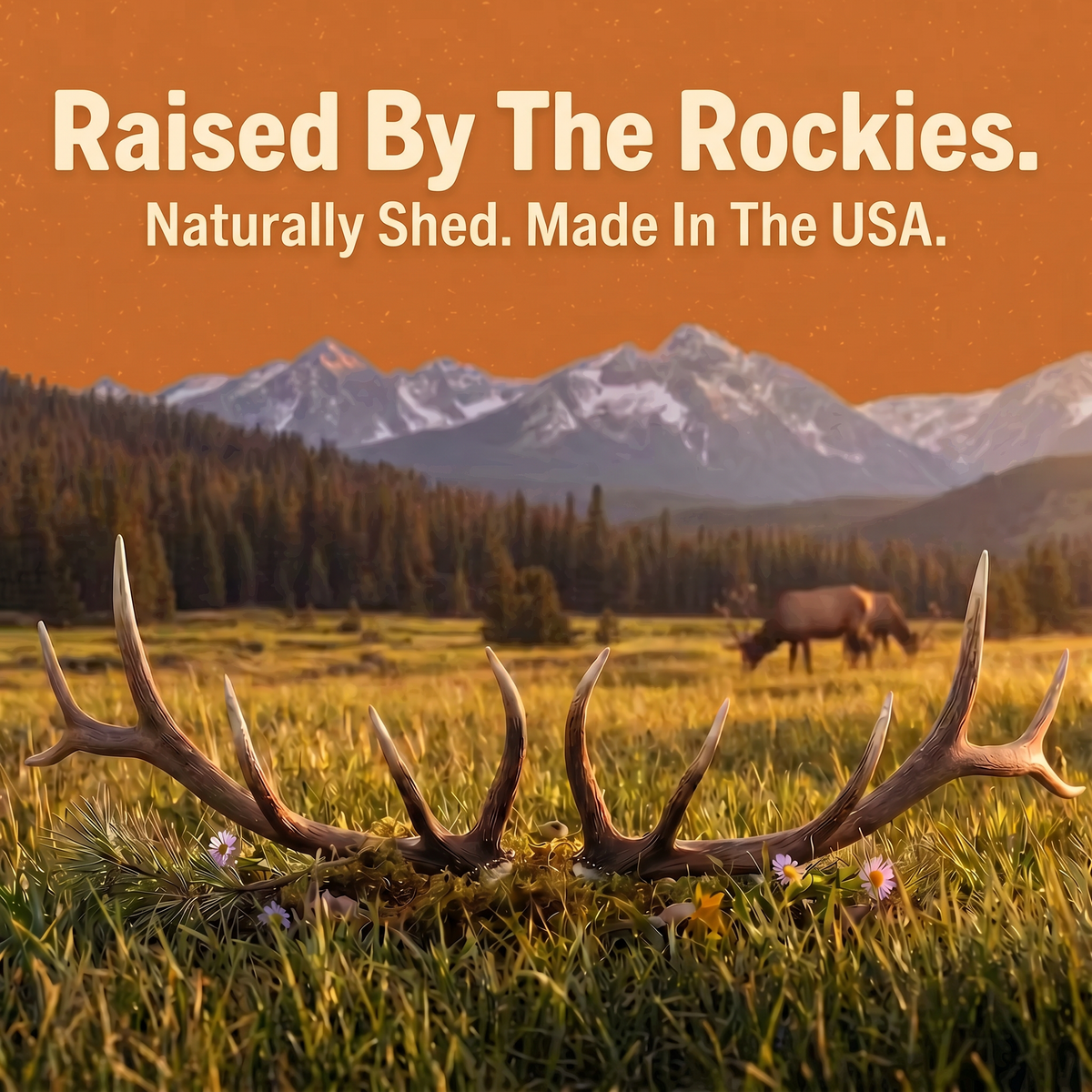Elk Antler Chew